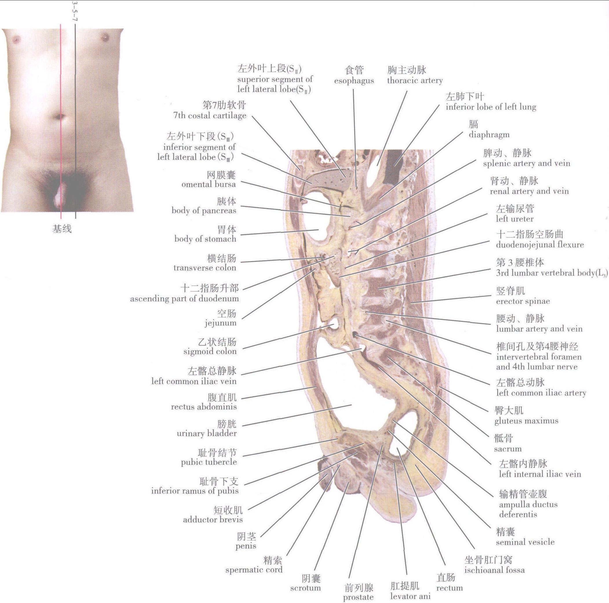 第五節(jié) 腹盆部及會陰連續(xù)矢狀層面